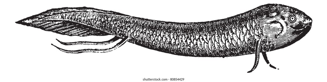 Lepidosiren or South American lungfish or American mud-fish or scaly salamander-fish, vintage engraved illustration. Trousset encyclopedia (1886 - 1891).