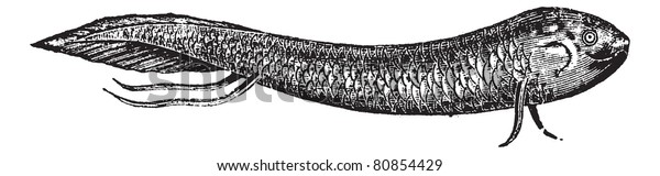 Lepidosiren South American Lungfish American Mudfish Stock Vector ...