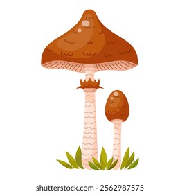 Lepiota procera mushroom. Edible forest mushroom. Forest grass and leaves. Cartoon vector illustration on a white background.