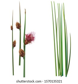 Lepironia articulata, Gray Sedge Folk Plant