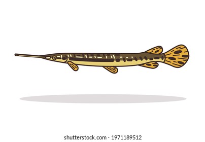 Lepisosteus Osseus Design Illustration Vector Art