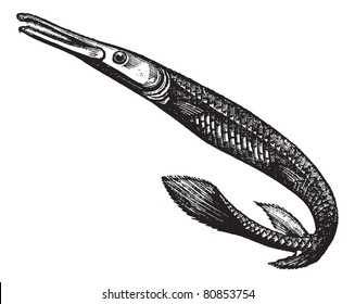 Lepisosteus osseus or longnose gar or needlenose gar, vintage engraved illustration. Trousset encyclopedia (1886 - 1891).