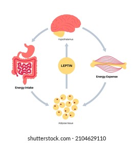 Leptin diagram. Human appetite hormone. Connection between adipose tissue and internal organs. Human endocrine system, metabolism, hunger and satiety concept. Medical poster flat vector illustration