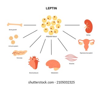 Leptin diagram. Human appetite hormone. Connection between adipose tissue and internal organs. Human endocrine system, metabolism, hunger and satiety concept. Medical poster flat vector illustration