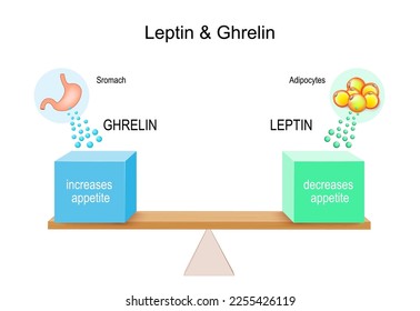 leptina y ghreliina. trastornos de la alimentación. Stomach produce hormona ghrelin para aumentar el apetito, leptina de liberación tisular adiposa para disminuir el apetito. Palanca con cajas azules y verdes. Ilustración del vector