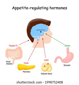 Leptin, ghrelin, insulin and Peptide YY. hormones that regulate metabolism, appetite, satiety and hunger. vector illustration