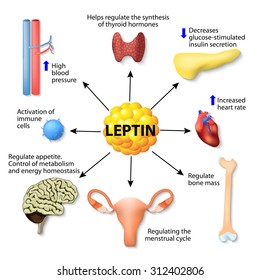 Leptin Is A Hormone Made By Adipose Cells That Helps Regulate Appetite, Control Of Metabolism, Energy Homeostasis, Activation Of Immune Cells, And Other Function. Human Endocrine System
