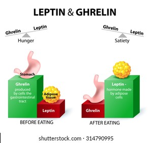 Leptin la hormona de la saciedad. Ghrelin, la hormona del hambre. Cuando los niveles de fantasía son altos, siento hambre. Después de comer, los niveles de fantasía caen y nos sentimos satisfechos.