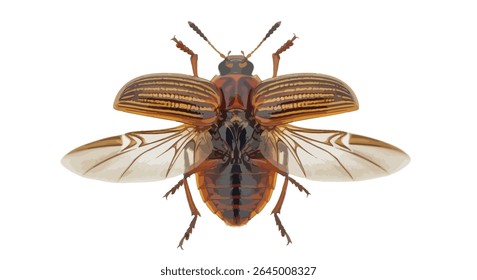 Leptinotarsa Decemlineata (Colorado Potato Beetle) Isolated White Background