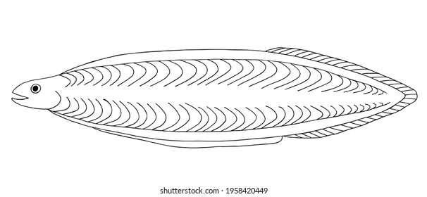 Leptocephalus Images Stock Photos Vectors Shutterstock