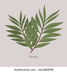 Leptospermum scoparium or manuka flowering beneficial plant. Manuka is a honey plant, tea, medical. Leaves of a plant on a gray background and logo.
