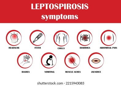 Leptospirosis Symptoms, Vector Illustration With Simply Icon Of Symptoms