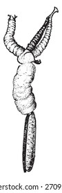 Lernaea or anchor worms, vintage engraved illustration. Natural History of Animals, 1880.
