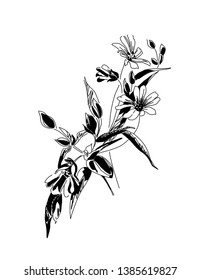 Lesse flowers. Spring flowers. Primroses. Starfish lanceolate. Gentle spring flower. Black and white image. The element of decor. Vector drawing of a forest flower