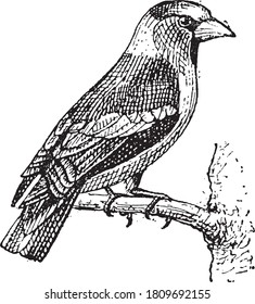 Lesser Antillean saltator, From the Dictionary of Word and Things, 1888.