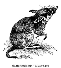 Lesser Bandicoot Rat is native to India vintage line drawing or engraving illustration.