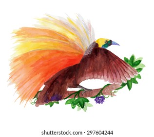 Lesser bird-of-paradise  painted with watercolors