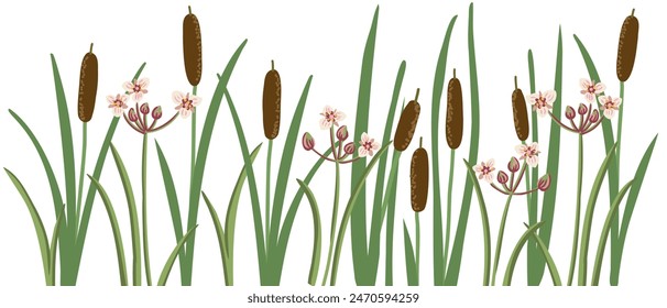 lesser bulrush and flowering rush, narrowleaf cattail, reedmace, vector drawing wild plants at white background,floral border, hand drawn botanical illustration