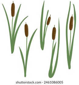 lesser bulrush, narrowleaf cattail, reedmace, vector drawing wild plants at white background, set of floral elements, hand drawn botanical illustration