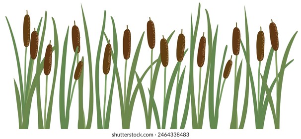 lesser bulrush, narrowleaf cattail, reedmace, vector drawing wild plants at white background,floral border, hand drawn botanical illustration