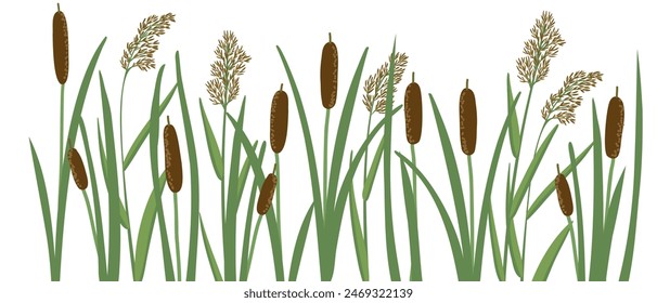 lesser bulrush and reed, narrowleaf cattail, reedmace, vector drawing wild plants at white background,floral border, hand drawn botanical illustration