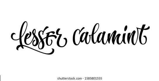 Lesser calamint - hand drawn spice label. Isolated calligraphy script style word. Vector lettering design element. Labels, shop design, cafe decore etc