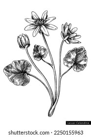 Lesser celandine  flower sketch in engraved style. Floral branch with buds and leaves. Black contoured buttercup. Botanical vector illustration of spring woodland plant isolated on white background