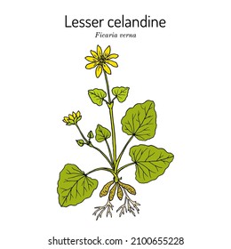 Lesser celandine or pilewort (Ficaria verna), medicinal plant. Hand drawn botanical vector illustration