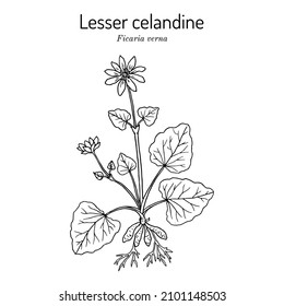 Lesser celandine or pilewort (Ficaria verna), medicinal plant. Hand drawn botanical vector illustration