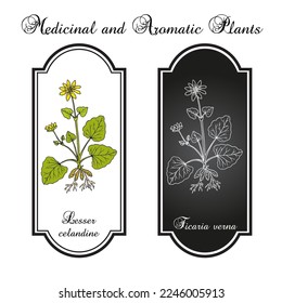 Lesser celandine or pilewort (Ficaria verna), medicinal plant. Hand drawn botanical vector illustration