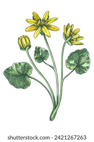 Lesser celandine sketch in color. Buttercup floral drawing. Hand drawn vector illustration.  Spring woodland flower, wildflowers. NOT AI generated