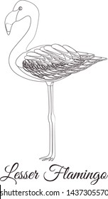 Lesser flamingo outline bird. Vector coloring