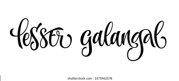 Lesser galangal - hand drawn spice label. Isolated calligraphy scrypt stile word. Vector lettering design element. Labels, shop design, cafe decore etc