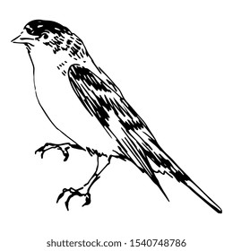 Lesser goldfinch. (Spinus psaltria). American songbird. Hand drawn linear sketch. White silhouette on black background. Isolated vector illustration. 