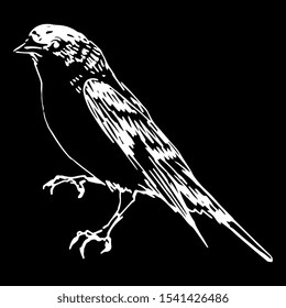 Lesser goldfinch. (Spinus psaltria). American songbird. Hand drawn linear sketch. White silhouette on black background. Isolated vector illustration. 