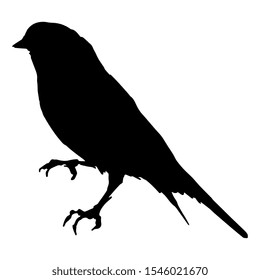 
Lesser goldfinch. (Spinus psaltria). American songbird. Black silhouette on white background. Isolated vector illustration. 