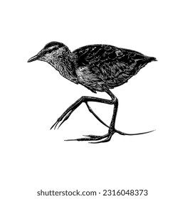 Lesser Jacana hand drawing vector isolated on white background.