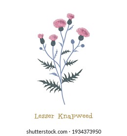 Lesser knapweed. Wild meadow flower clipart isolated on white background. Decorative botanical flat vector illustration.