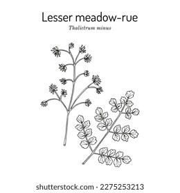 Lesser meadow-rue (Thalictrum minus), medicinal plant. Hand drawn botanical vector illustration