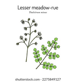 Lesser meadow-rue (Thalictrum minus), medicinal plant. Hand drawn botanical vector illustration