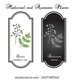 Lesser meadow-rue (Thalictrum minus), medicinal plant. Hand drawn botanical vector illustration