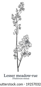 Lesser meadow-rue. Vector hand drawn plant. Vintage medicinal plant sketch.