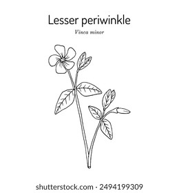 Lesser Periwinkle (Vinca minor), medicinal plant. Hand drawn botanical vector illustration