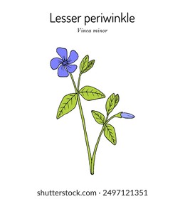 Lesser Periwinkle (Vinca minor), medicinal plant. Hand drawn botanical vector illustration