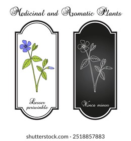 Menor Pervinho (Vinca minor), planta medicinal. Ilustração vetorial botânica desenhada à mão