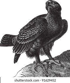 Lesser Spotted Eagle (Aquila Pomarina) - Vintage illustration from Meyers Konversations-Lexikon 1897