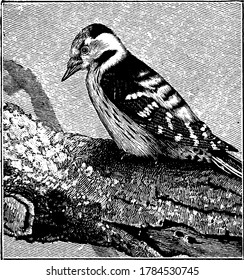 The lesser spotted woodpecker is hardly bigger than a sparrow and is a member of the woodpecker family Picidae. , vintage line drawing or engraving illustration. 