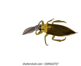 Lethocerus indicus eats tadpoles on a white background.