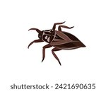Lethocerus indicus on white background