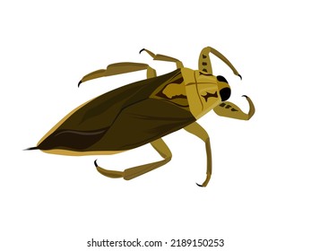 Lethocerus indicus on a white background.